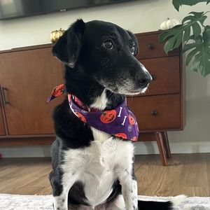 Meet your Posher, Angela